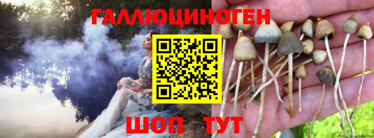 Псилоцибиновые грибы MAGIC MUSHROOMS  Вход с VPN  Тында 